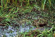 Ranunculus
            aquatilis: click to enlarge